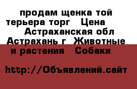 продам щенка той-терьера.торг › Цена ­ 2 000 - Астраханская обл., Астрахань г. Животные и растения » Собаки   